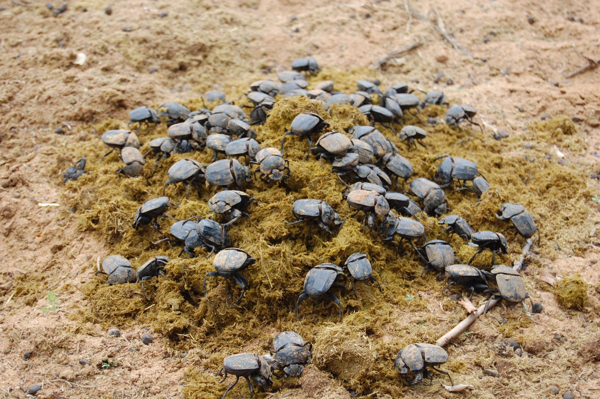 cheap wines beetle poop