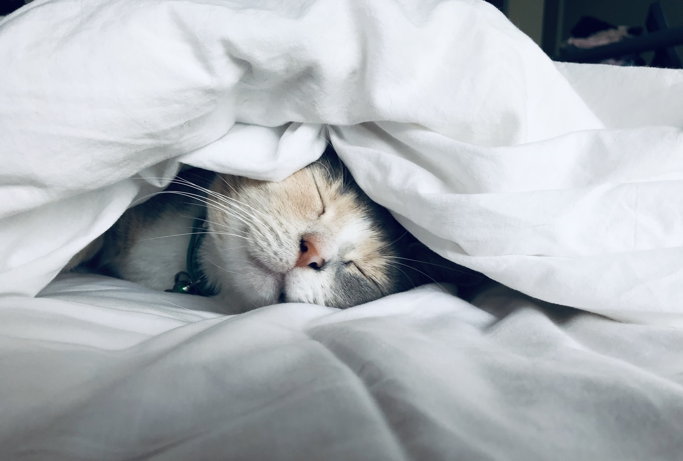 isolation self care tips cat sleeping in bed