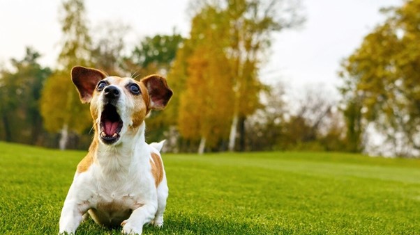 A cute dog barking in the park.