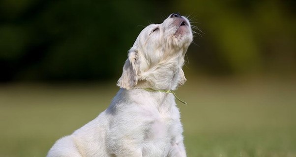 how to stop a puppy from barking as often.