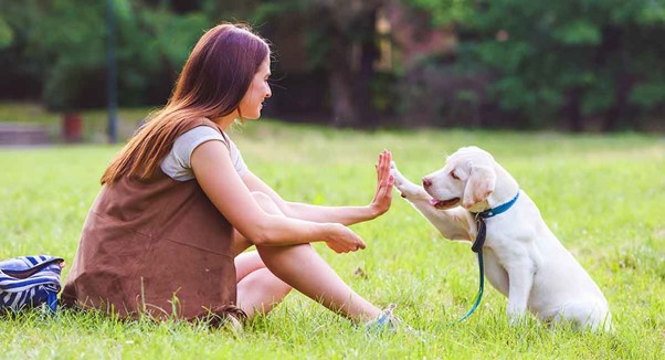 A dog and it’s owner in a dog training class.