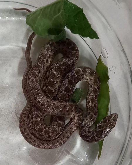 Snake found by supermarket staff in Spain.