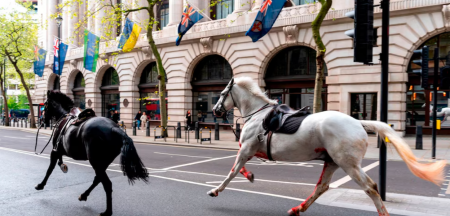 Military horses run loose in London. Two people have been injured amongst the chaos