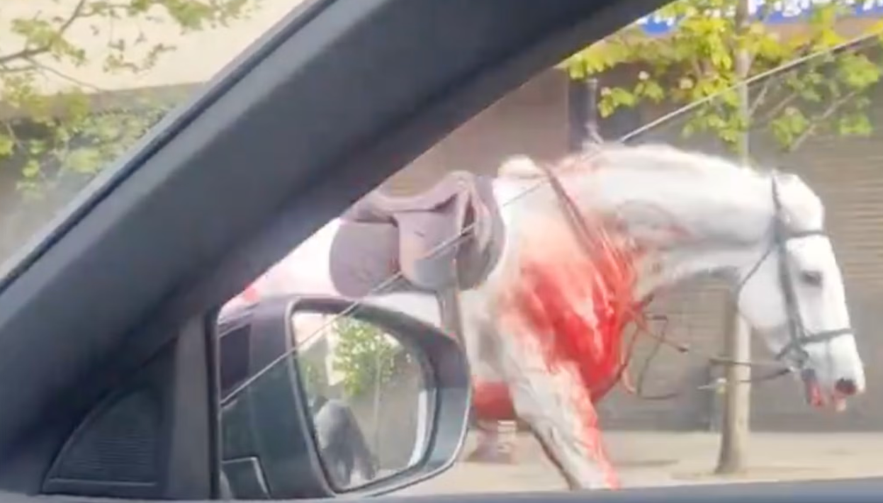 Blood-soaked animal spotted by bystander in London. 